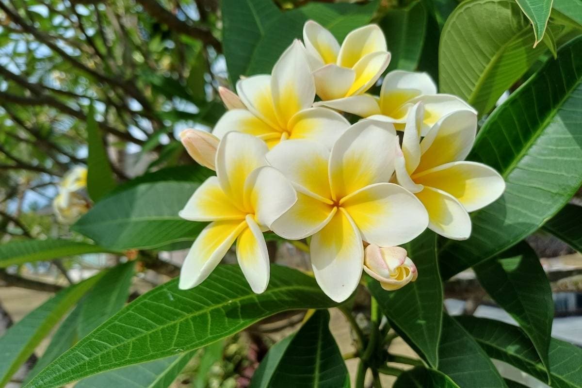 Cap Malheureux - Photo 3