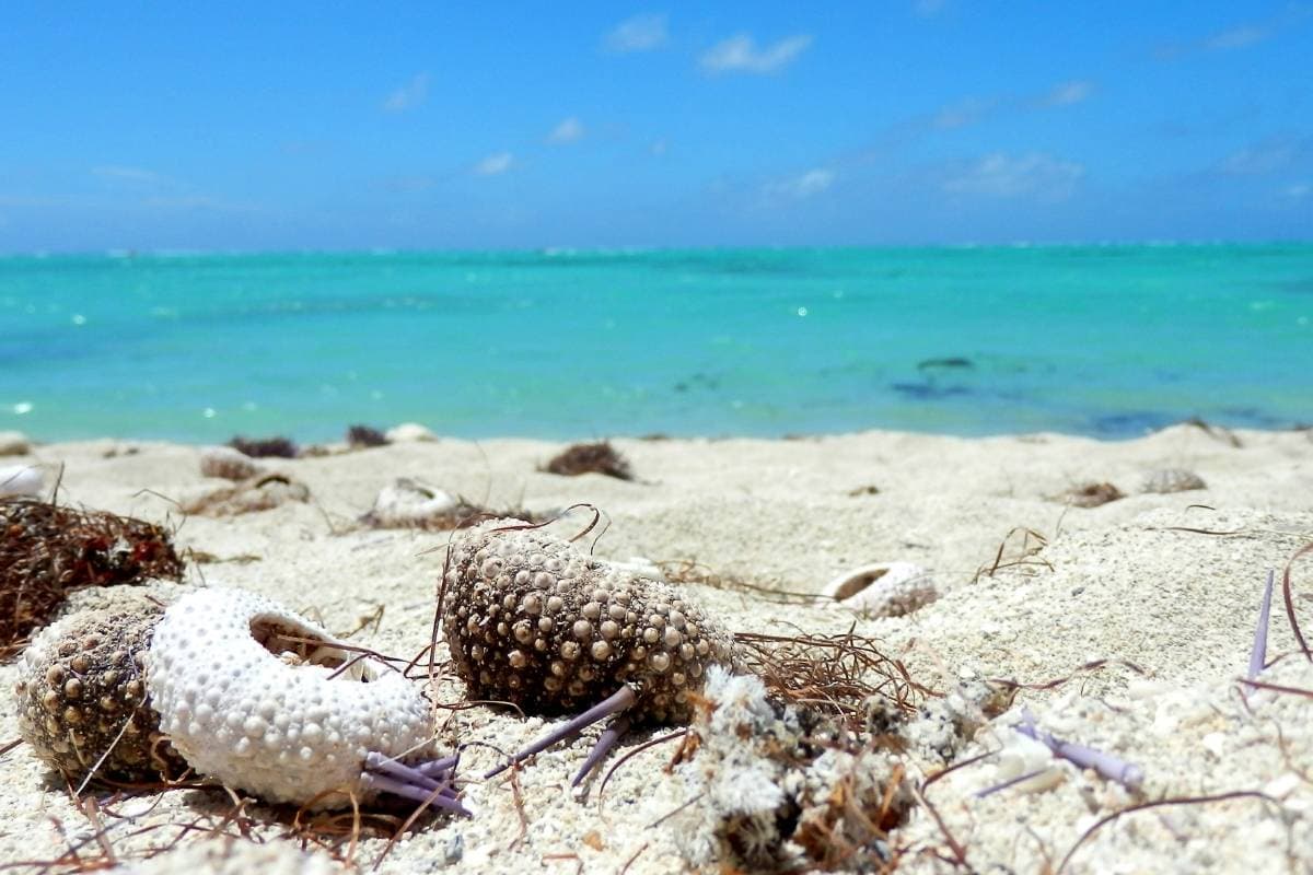 Île aux Cerfs - Photo 3